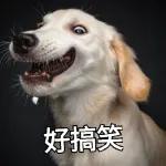 热死狗！