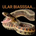 ular