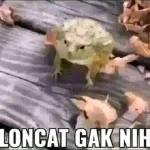 GACOR KANG