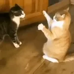 panda kostumTOP STICKERS