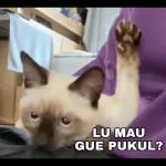 lari lari dia pacarnya virtual