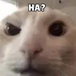 HA?