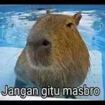 tolol
