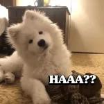 HAAA?