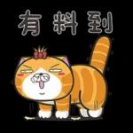 lazycat-24d