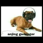 anjing gadenger