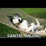 SANTAI ANJING funnydogsite.co