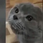 роллллллоог