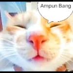 kucing