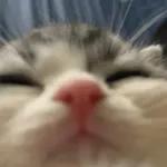 Kucing lucu🐱