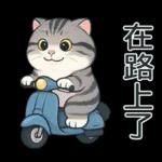 貓系列(4)-灰色虎斑貓