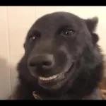 Boleh star plan harini