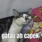tidur tidur!