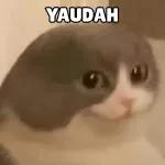 SINI AYANG