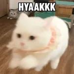 Kucing lucu🐱