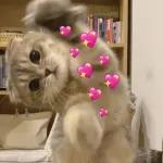 lucu