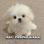 AKU DISINII KAKK