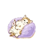 0106-tw-anim-小橘猫