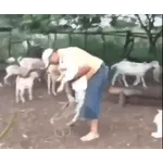 猩猩在树林里行走