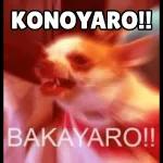 KONOYARO!! BAKAYARO!!