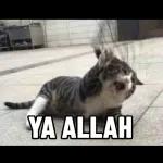 aku bukan babi aku juga ngga buta tapi cintaku kepadamu membabibuta