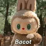 Bacot