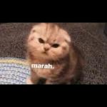 @convanf's
KOK BISA BANG