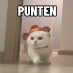 Kucing lucu🐱