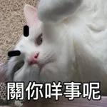 樂狗有話兒~~知我咩料啦