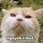 lucu