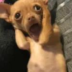 P₂
Awas..
Kalau
hoax