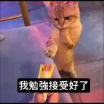 可爱猫仔贴纸-要唔可以抱下（2）