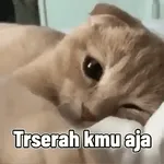                              BUAT AYANGTOP STICKERS