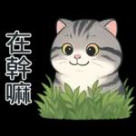 貓系列(4)-灰色虎斑貓