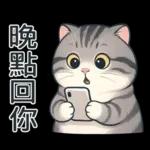 貓系列(4)-灰色虎斑貓