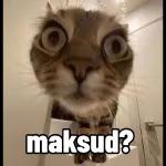 tolol