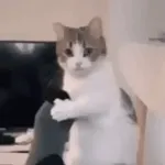 求求你了🥺	答應我吧😝