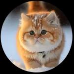 麻吉太郎 日常篇 