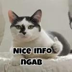 Nice INFONGAB