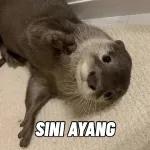 SINI AYANG