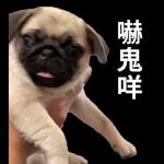 畫專 圖業 居崽炒飯