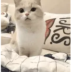 想個要按讚