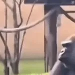 猩猩在树林里行走