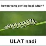 hewan yang penting bagi tubuh? FIES ULAT nadi