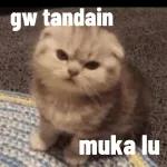 Kucing imut（2）