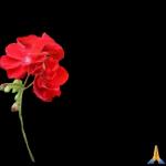 Waalaikumussalam Warahmatullahi Wabarakatuh Yaa Allah Yaa Robb Kabulkan doa2 kami An Aamiin YRA A