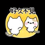 善解人意的貓貓