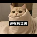 可爱猫仔贴纸-要唔可以抱下 
