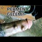 Kontol memek ngentot ewe