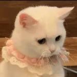 Kucing lucu🐱